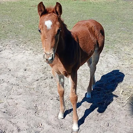Palomino