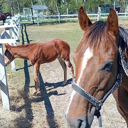 Palomino