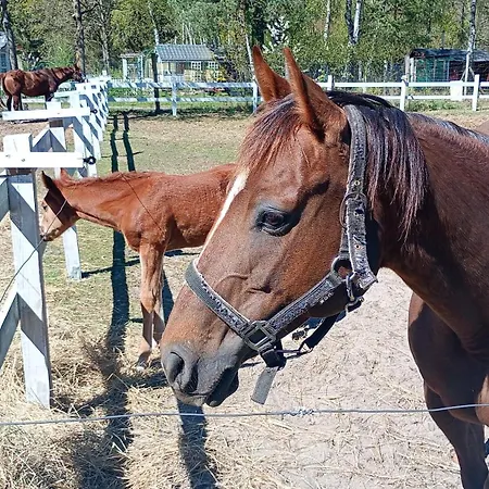 Palomino