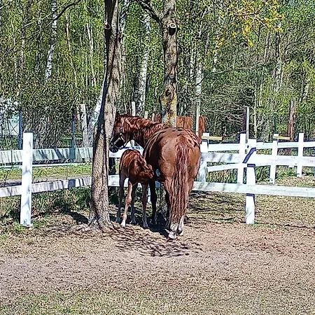 Palomino